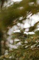 Pine & Sage 34 oz scented candle